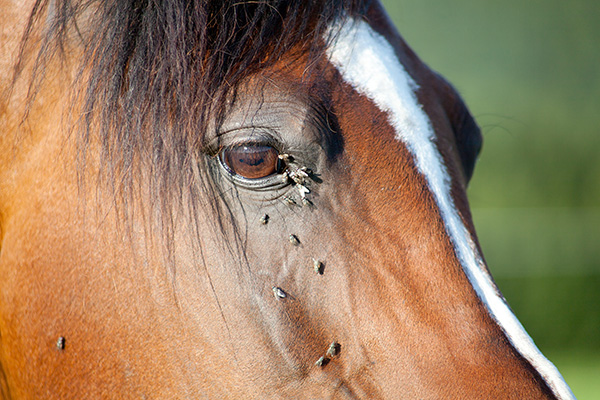 Muggenplaag onderweg! Wat doe je tegen jeuk bij paarden?