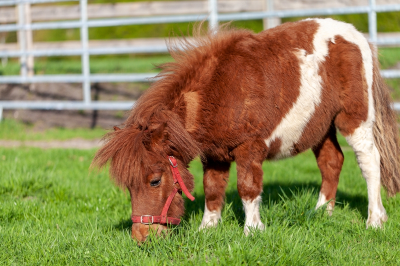 Ithaca gewicht Absorberen Heeft een shetlander ook een deken nodig? | Goedkopepaardendekens.nl