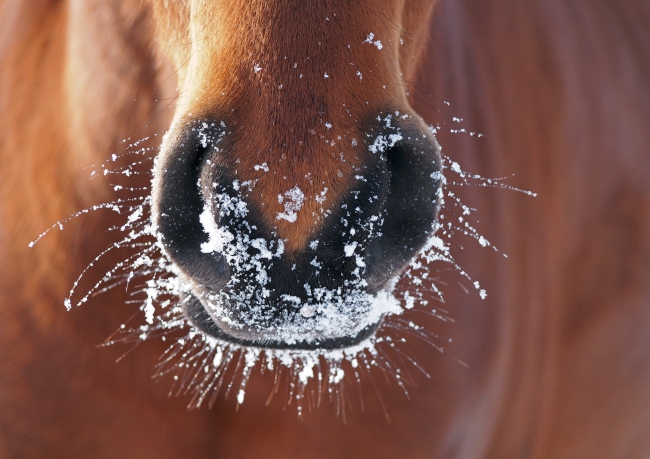 Hoe houdt een paard zich warm zonder deken?