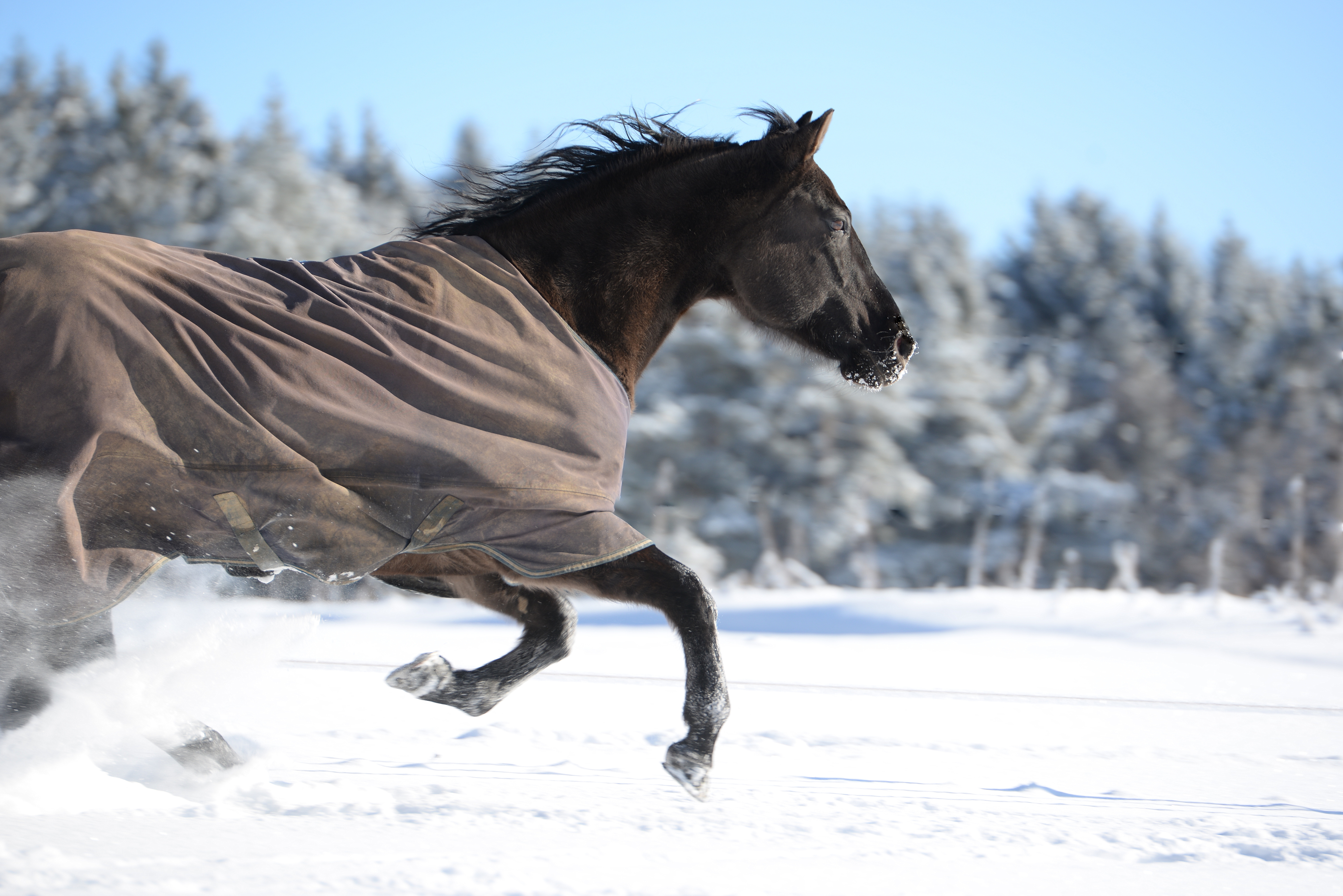 Wanneer doe je een winterdeken om bij je paard?