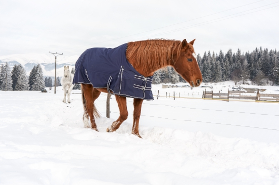 Wel of geen paardendeken?