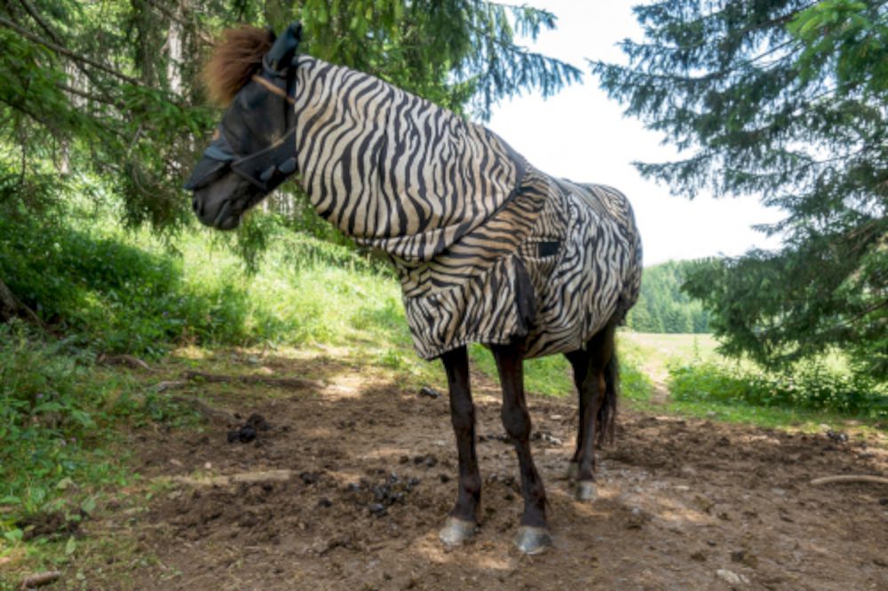 Onbelangrijk vocaal Inspectie Helpt een zebradeken een paard tegen insectenbeten? |  Goedkopepaardendekens.nl