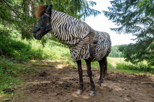 Helpt een zebradeken een paard tegen insectenbeten?