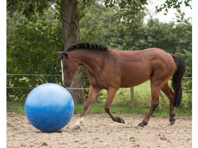 Paardenvoetbal blauw of roze