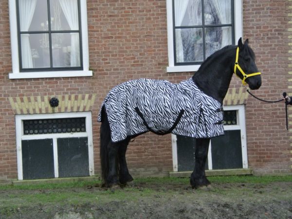 Regendeken de luxe 0 gram paardendeken met Zebra print en fleecevoering