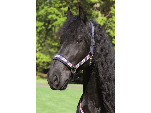 Halsterset Friesian