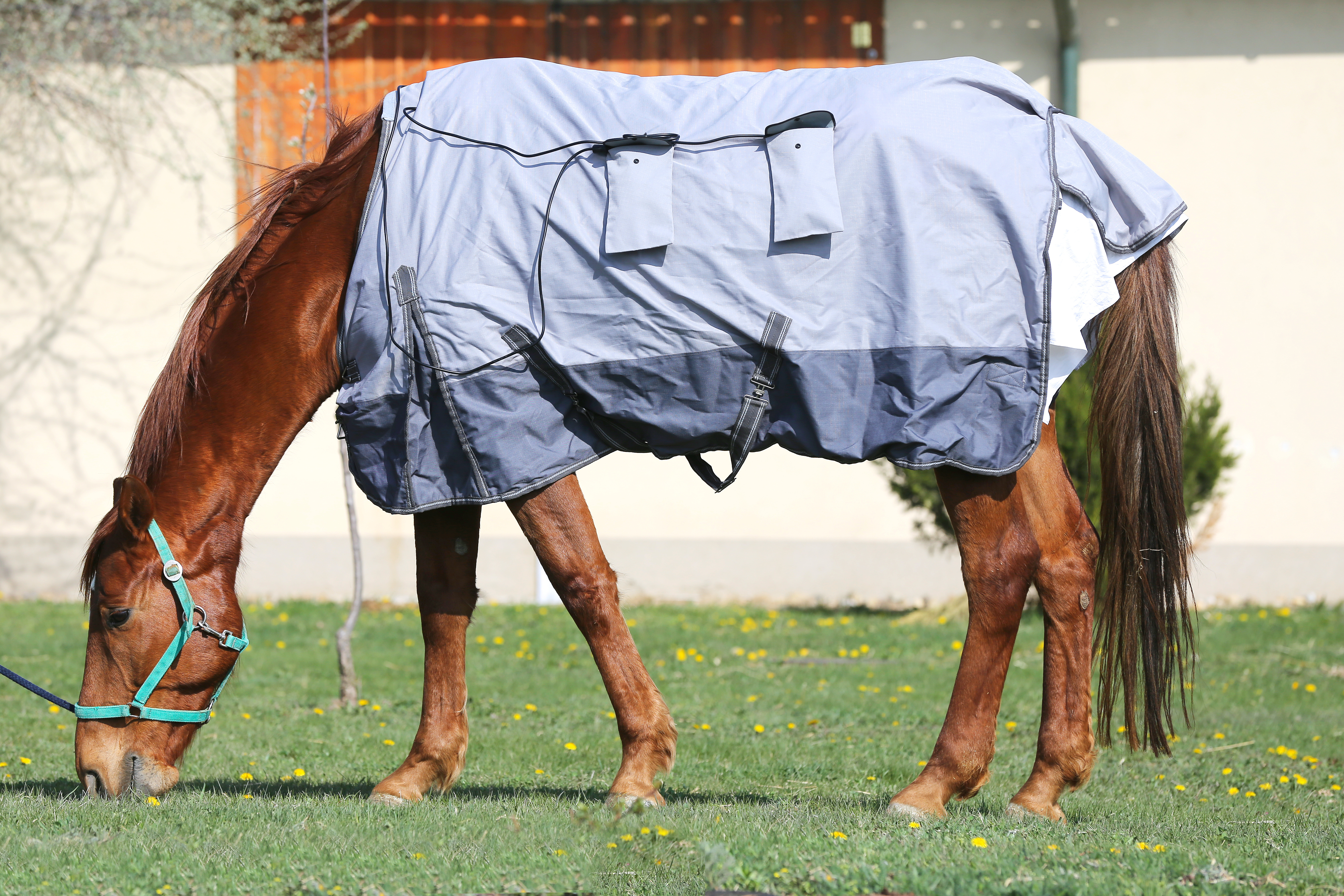 Waar paardendekens wassen?