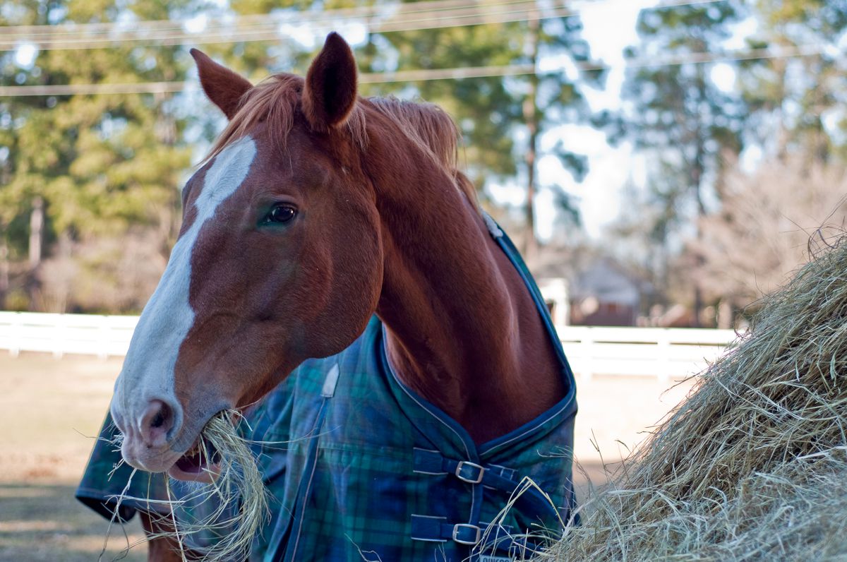 Wat is beter, een paardendeken van wol of fleece?