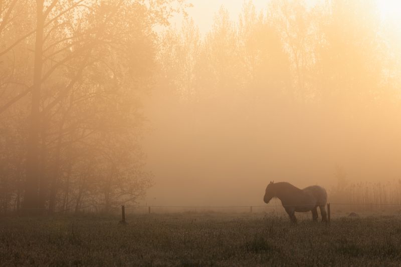 Kan een paard altijd buiten staan?