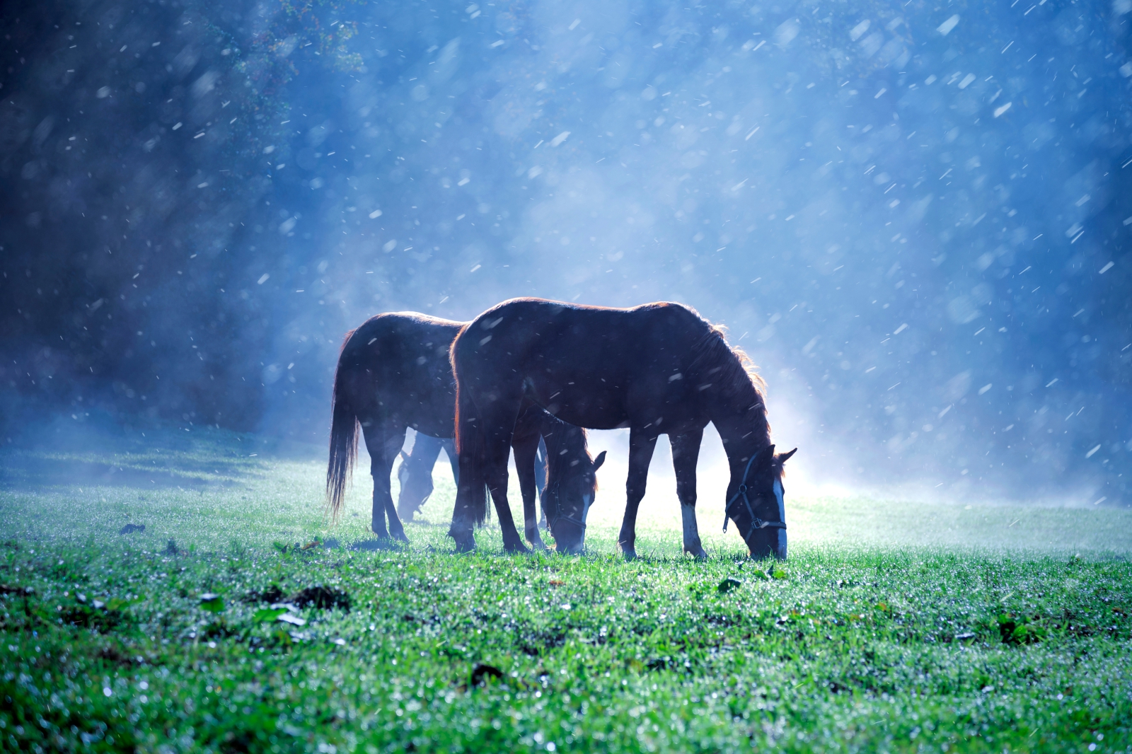 Mag een geschoren paard in de regen?