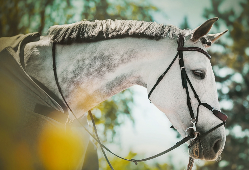 Wanneer heeft een paard een zweetdeken nodig?