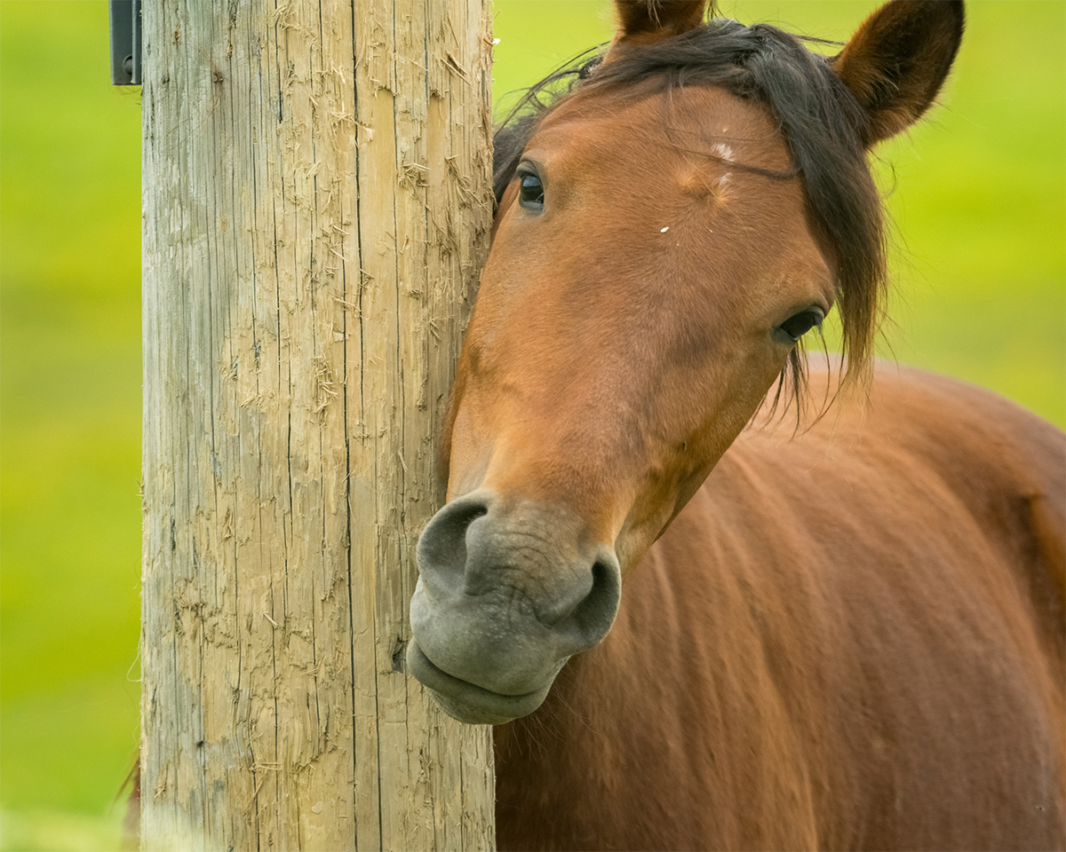 Paard schuurt hoofd… wat nu?