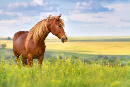 Waarom heeft een paard een hoofd?