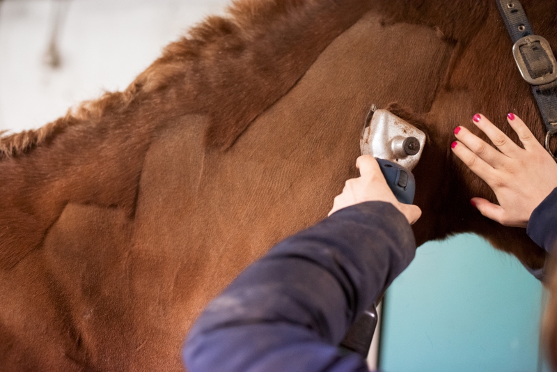 Wanneer moet ik mijn paard scheren?