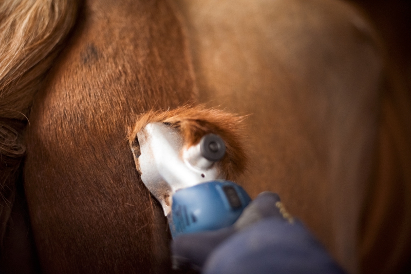 Wanneer scheer je een paard in het voorjaar?