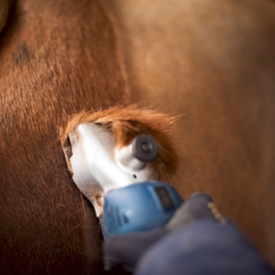 Wanneer scheer je een paard in het voorjaar?