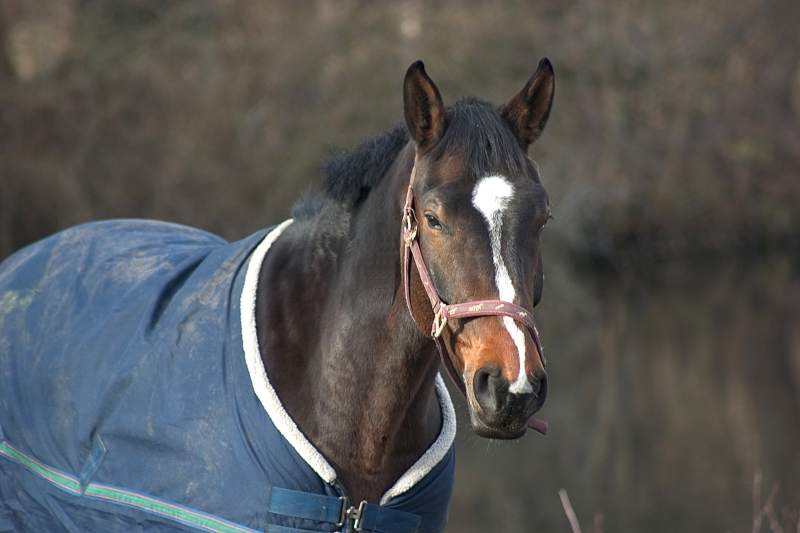 Welke paardendeken wanneer gebruiken?