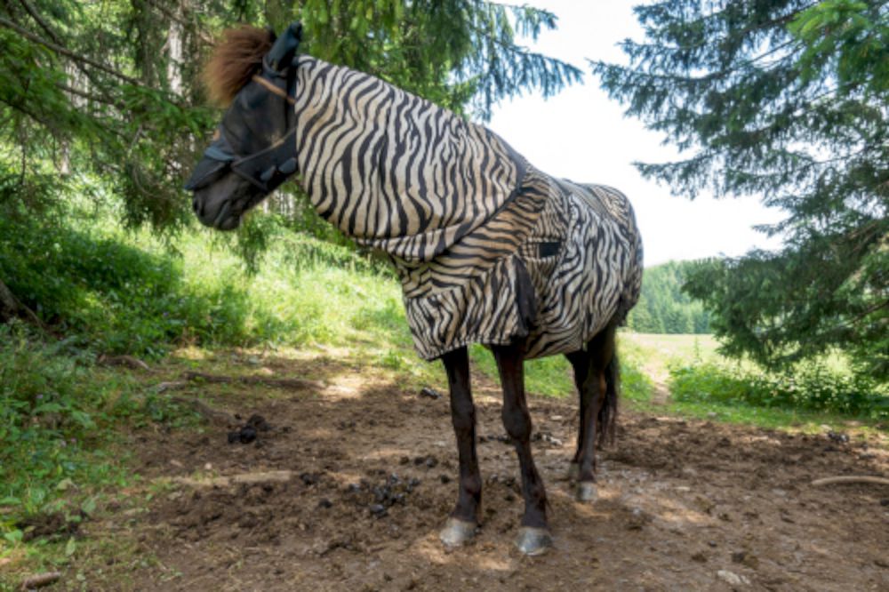 Helpt een zebradeken een paard tegen insectenbeten?